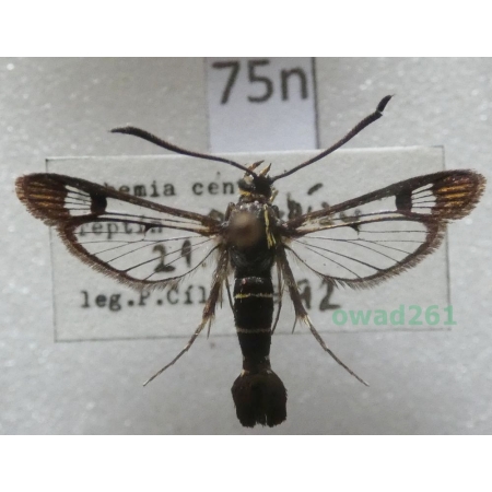 Synanthedon tipuliformis (Clerck, 1759) Czech75n